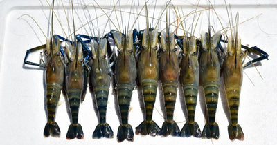 กุ้งเเม่น้ำธรรมชาติ 8 / 1 kg