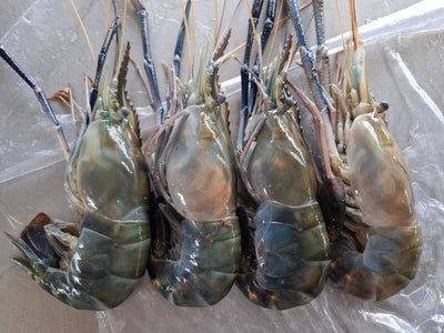 กุ้งเเม่น้ำธรรมชาติ 4 / 1 kg