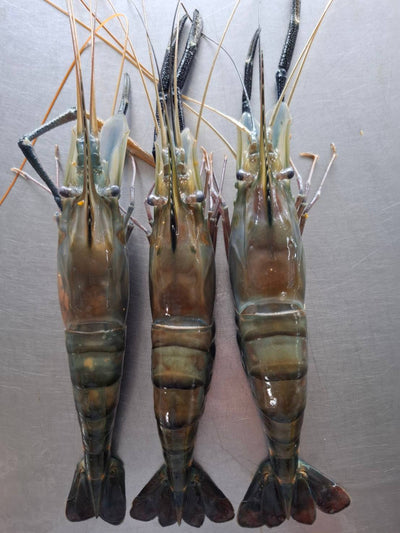 กุ้งแม่น้ำธรรมชาติ 3 / 1 kg