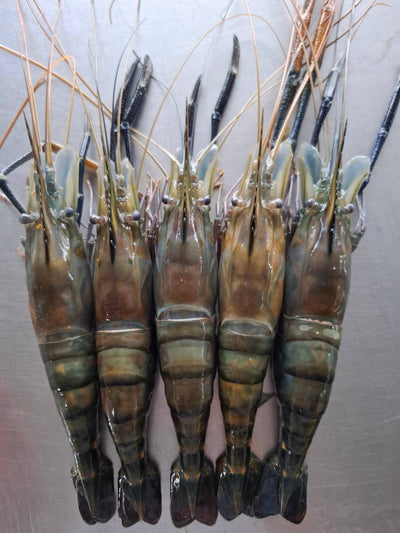 กุ้งเเม่น้ำธรรมชาติ 5-6 / 1 kg