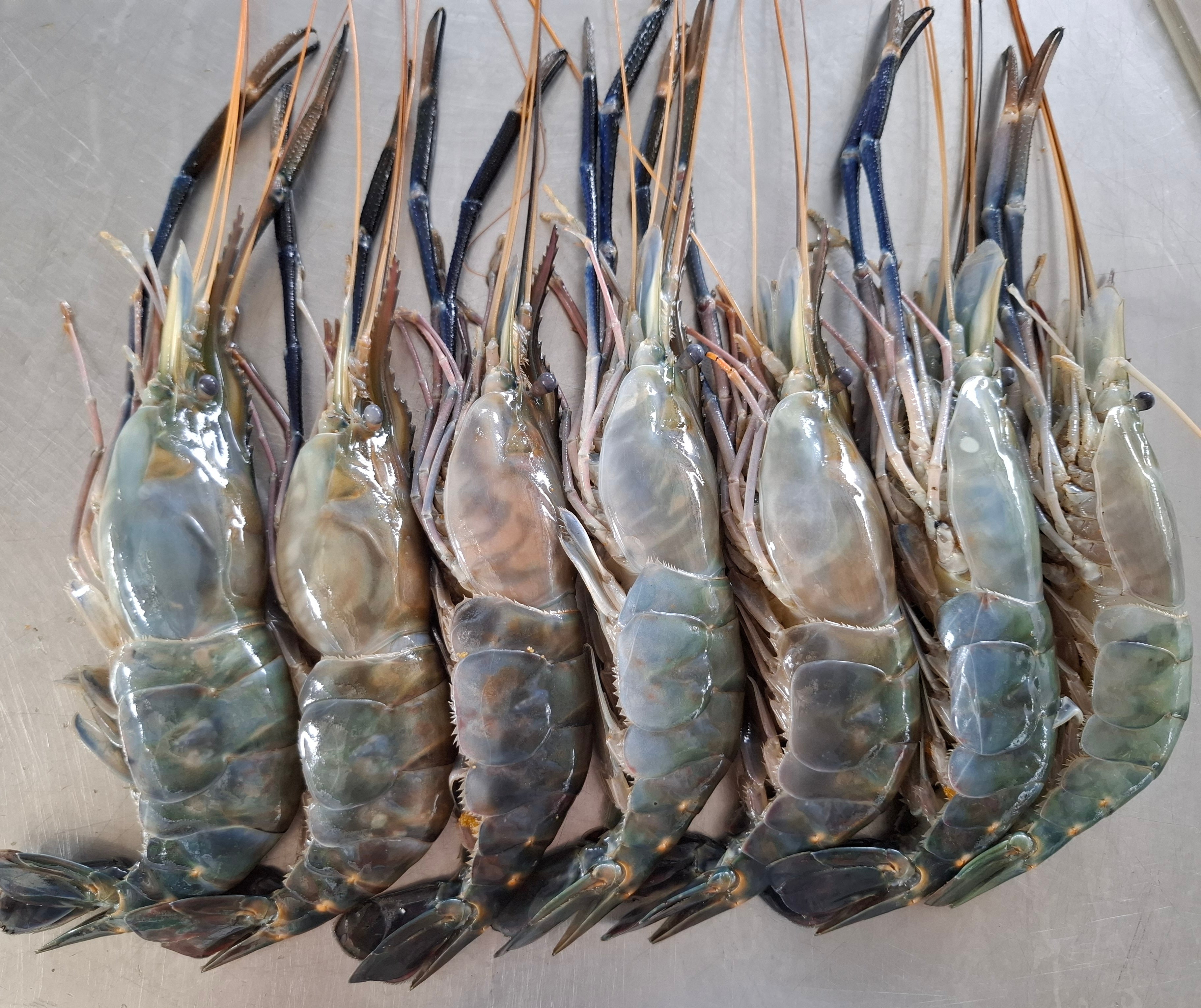 กุ้งเเม่น้ำธรรมชาติ 4 / 1 kg