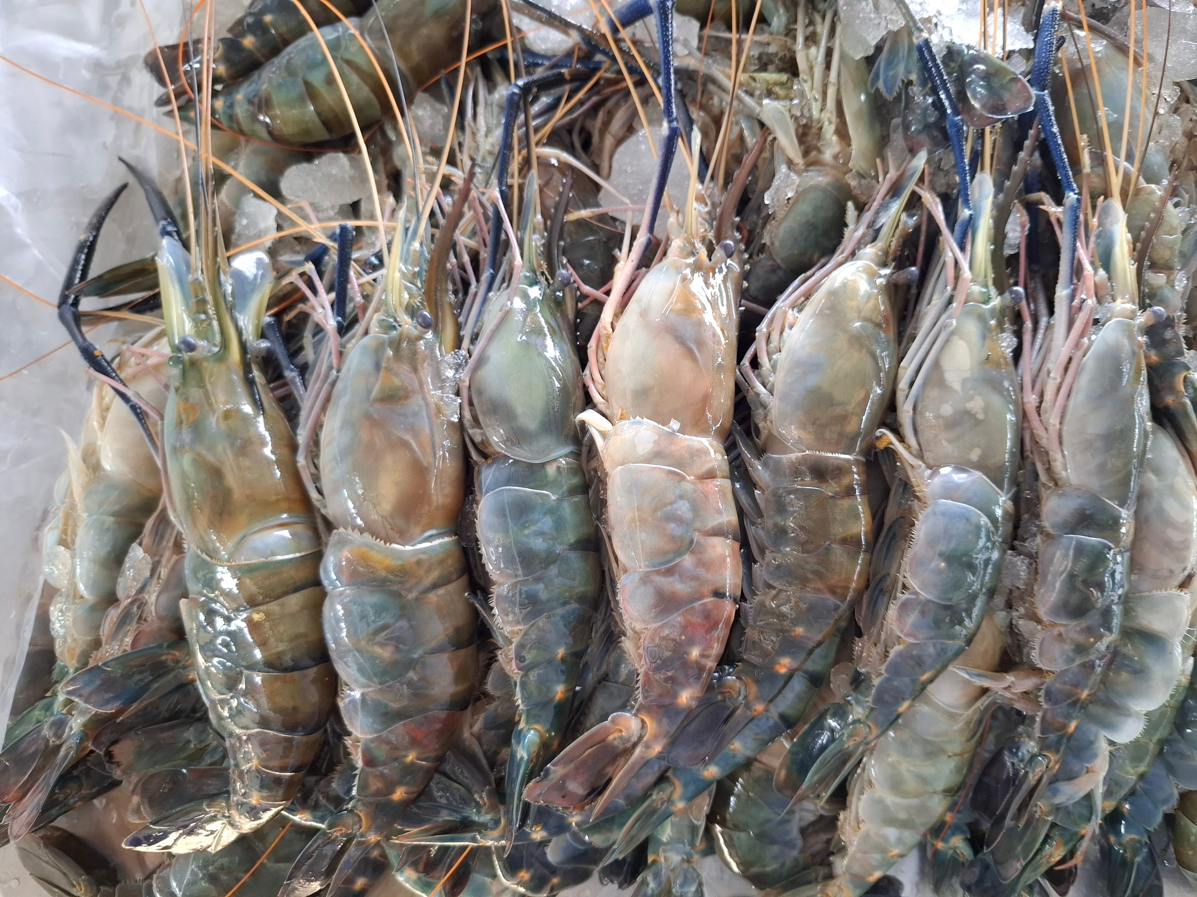 กุ้งเเม่น้ำธรรมชาติ 4 / 1 kg