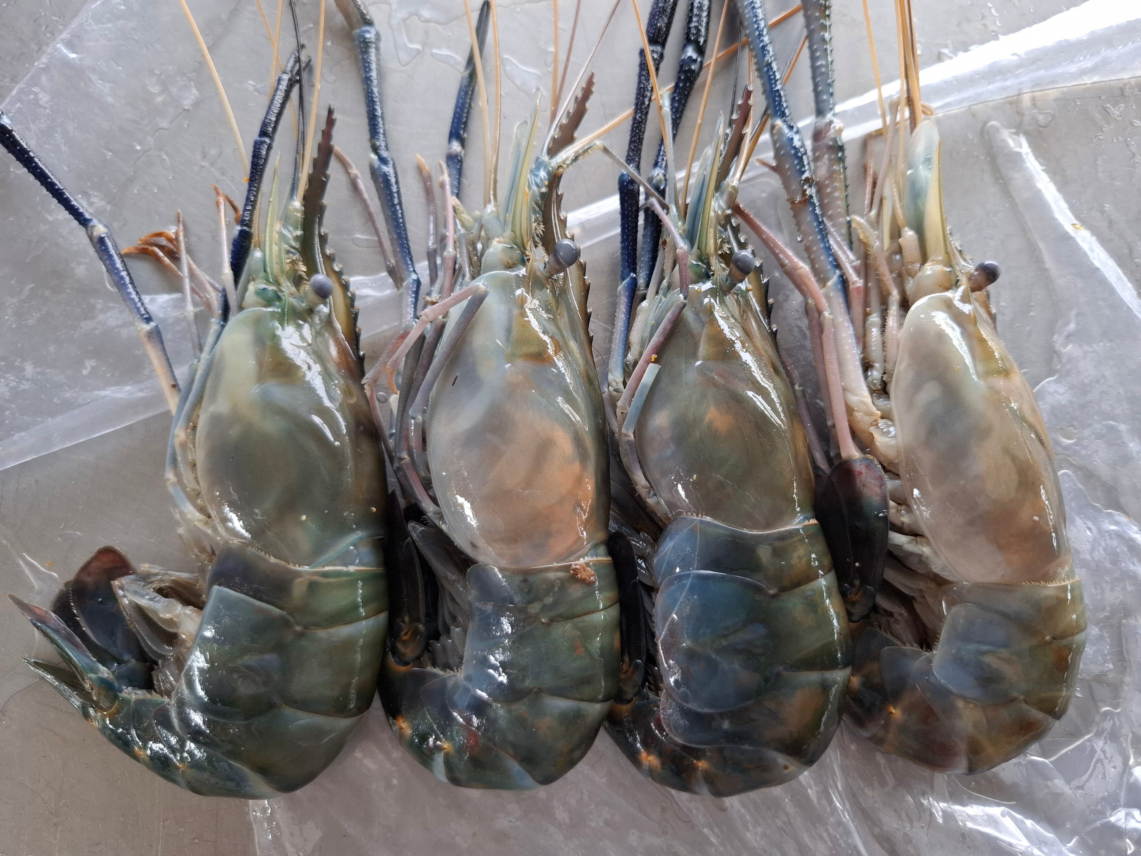 กุ้งเเม่น้ำธรรมชาติ 4 / 1 kg