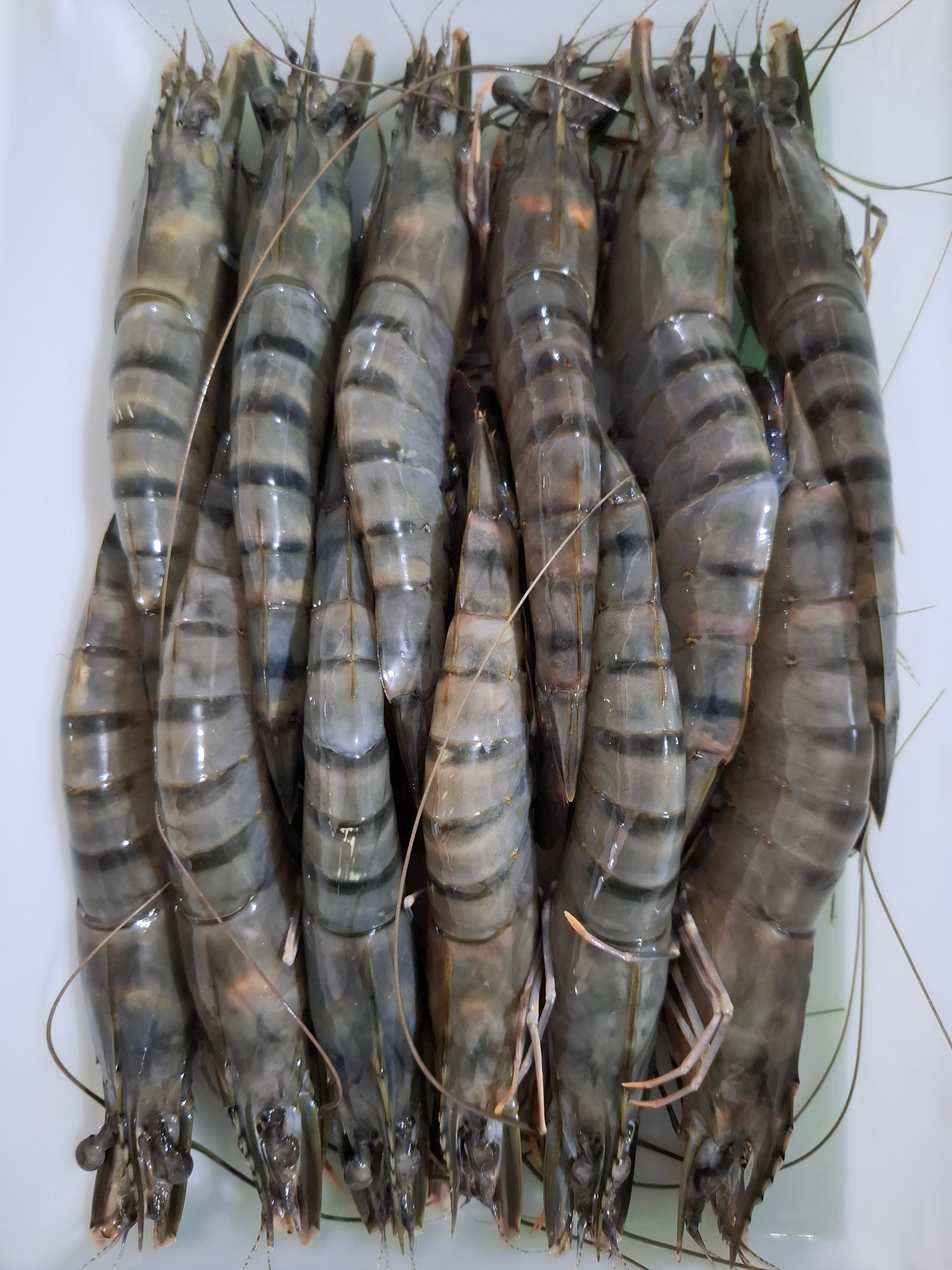 กุ้งกุลาดำ