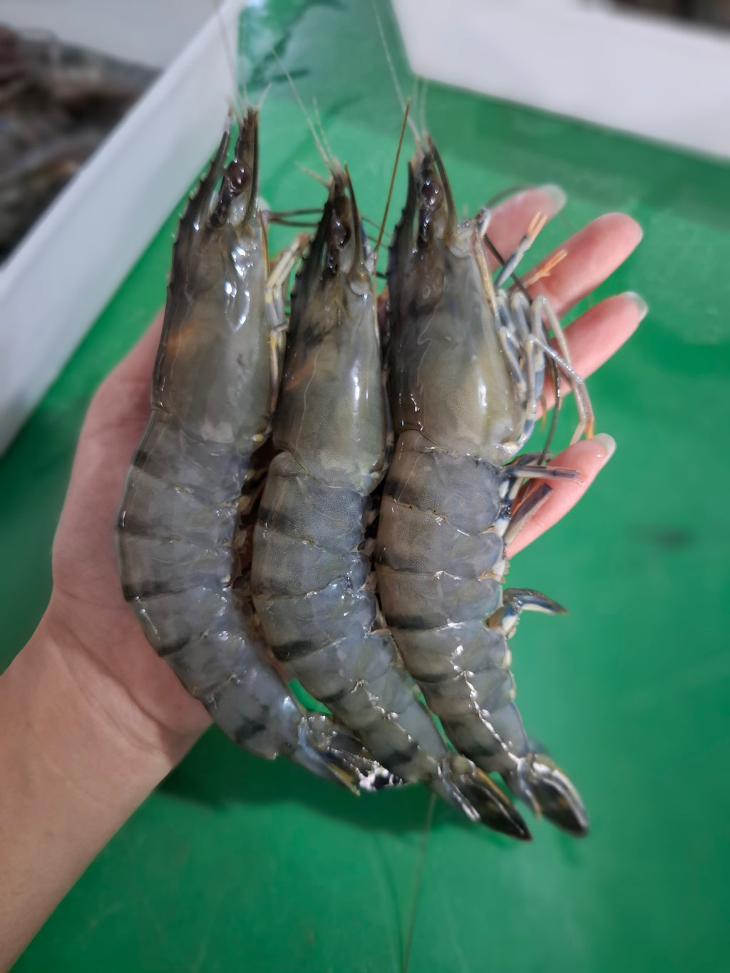 กุ้งกุลาดำ