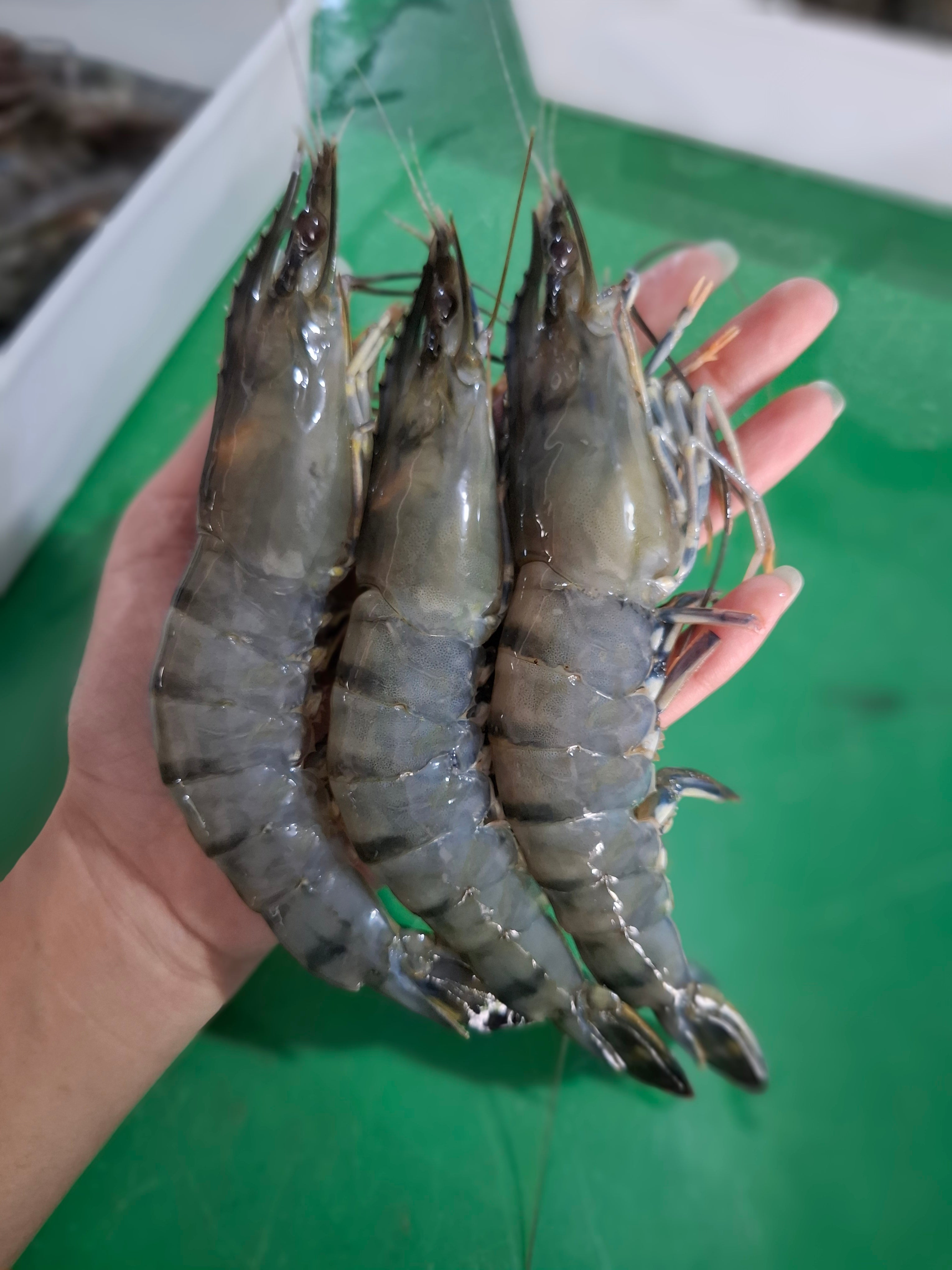 กุ้งกุลาดำ