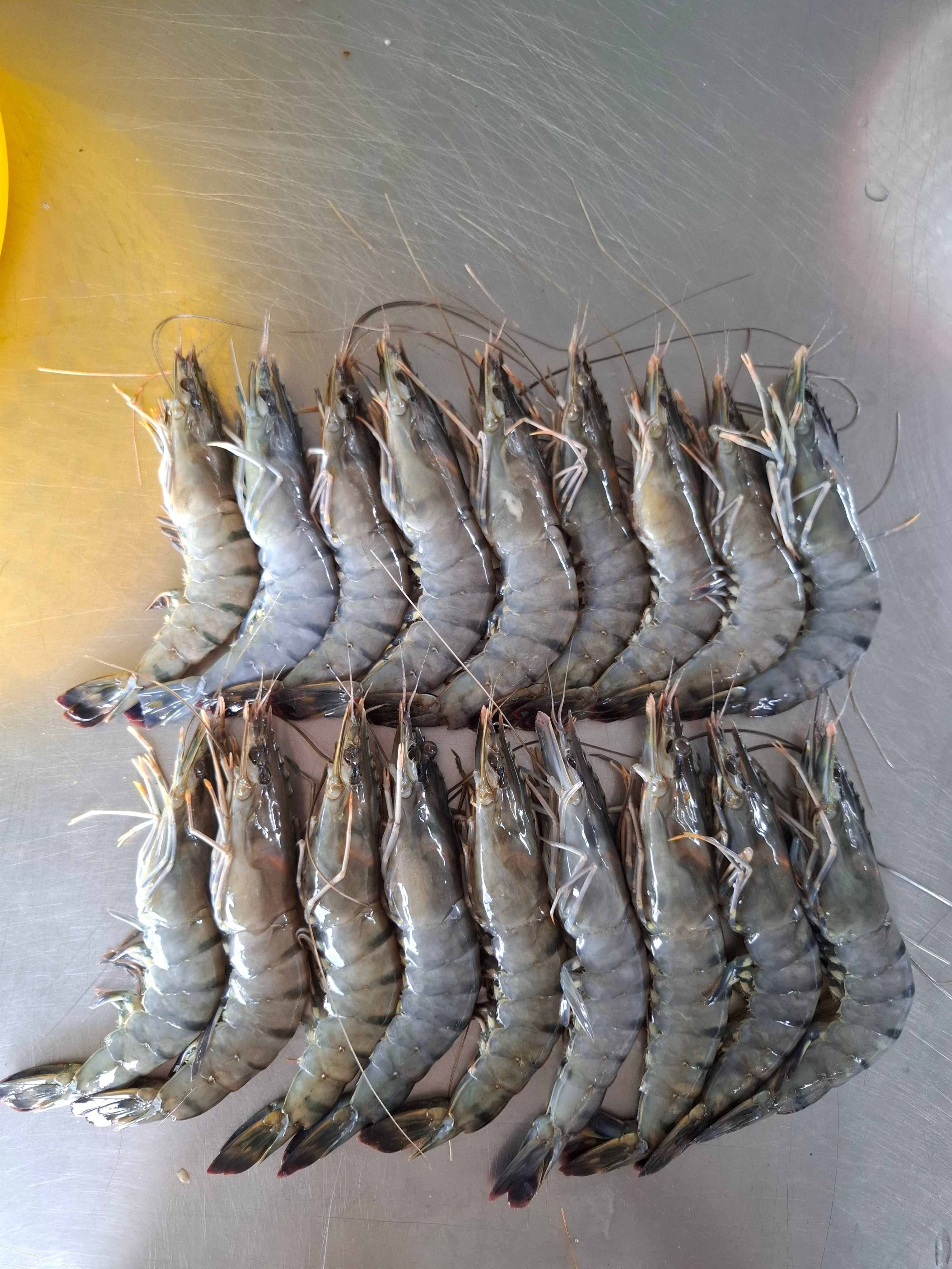 กุ้งกุลาดำ