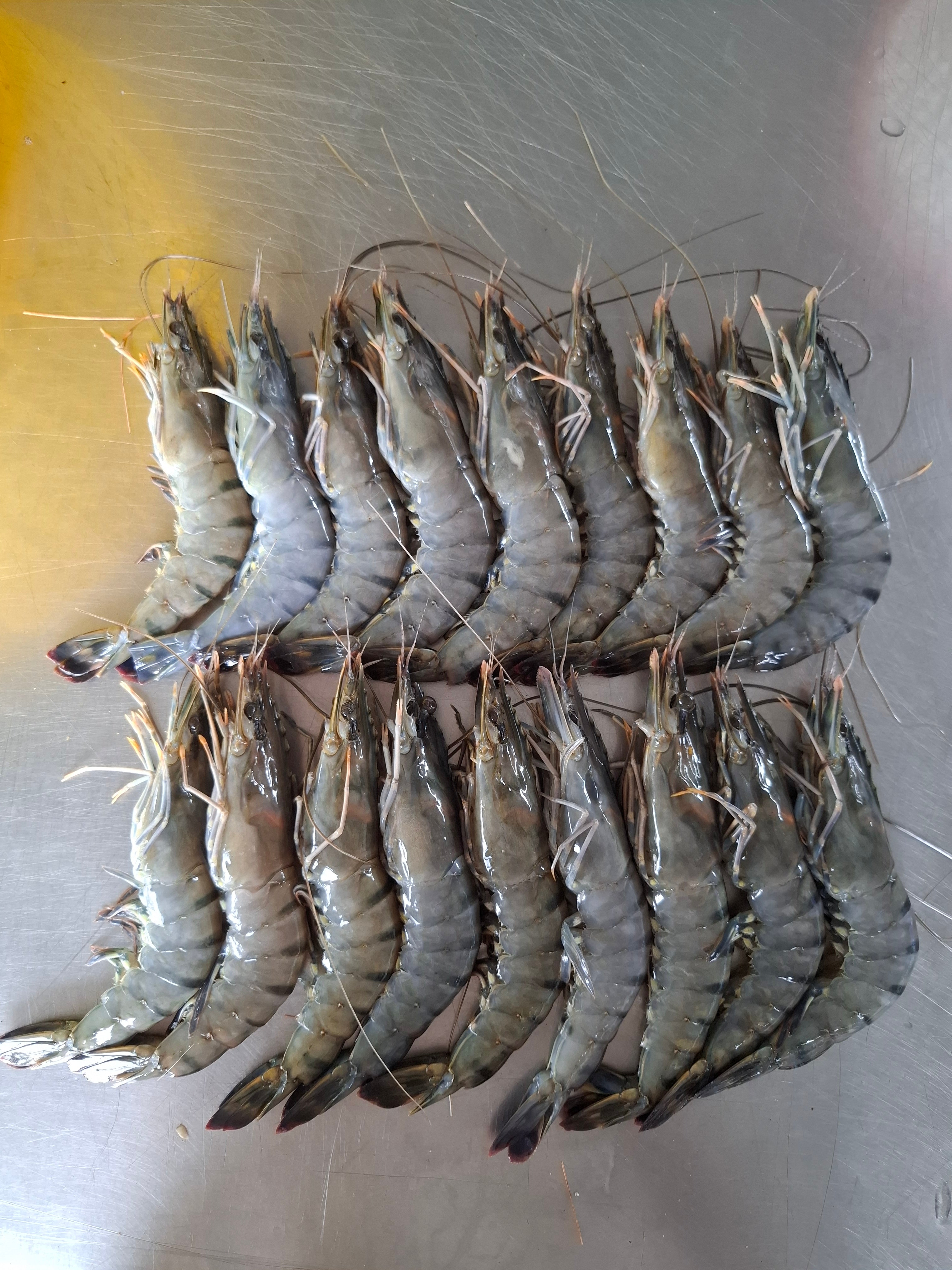 กุ้งกุลาดำ