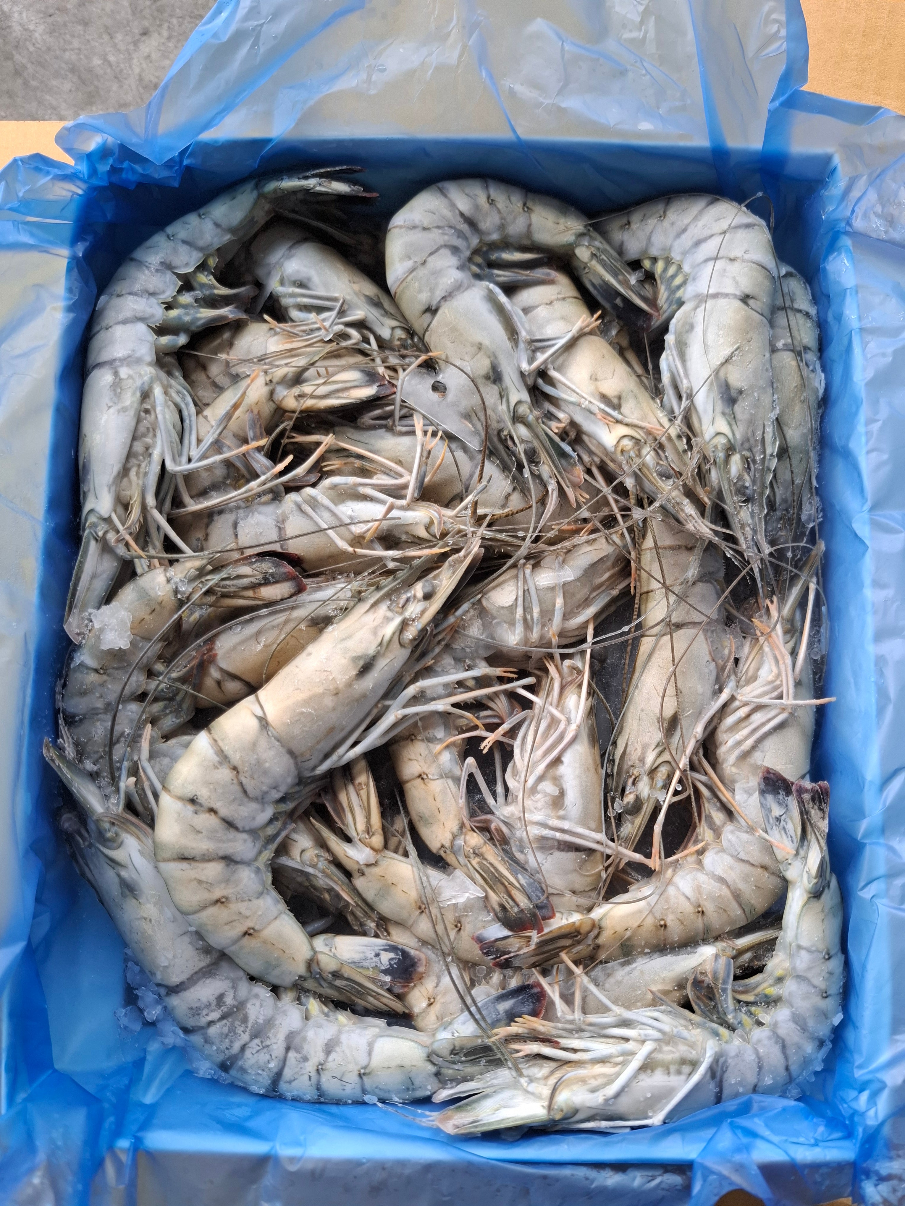 กุ้งกุลาดำ