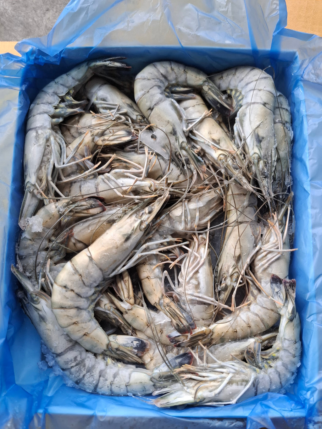 กุ้งกุลาดำ
