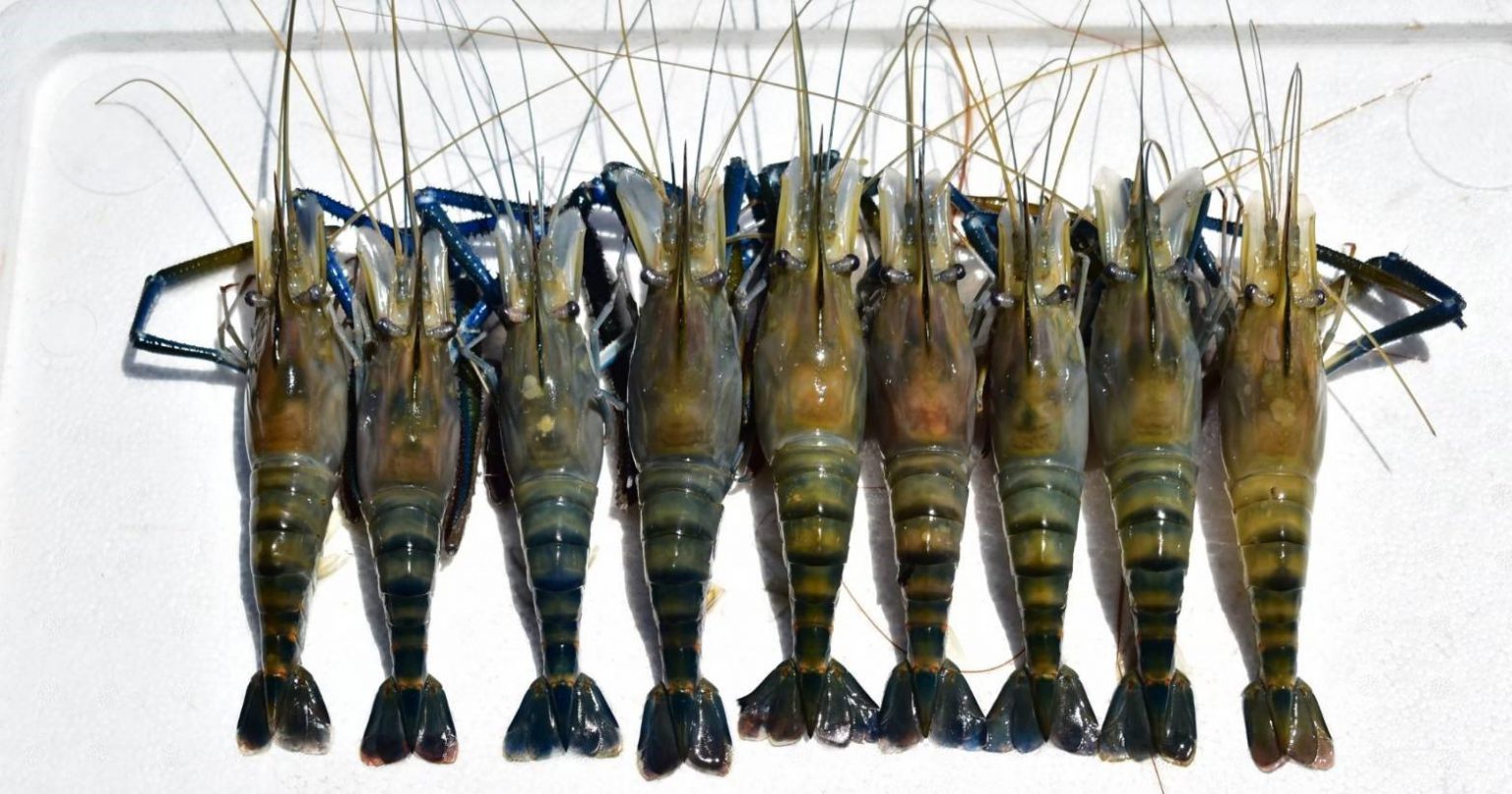 กุ้งเเม่น้ำธรรมชาติ 10 / 1 kg
