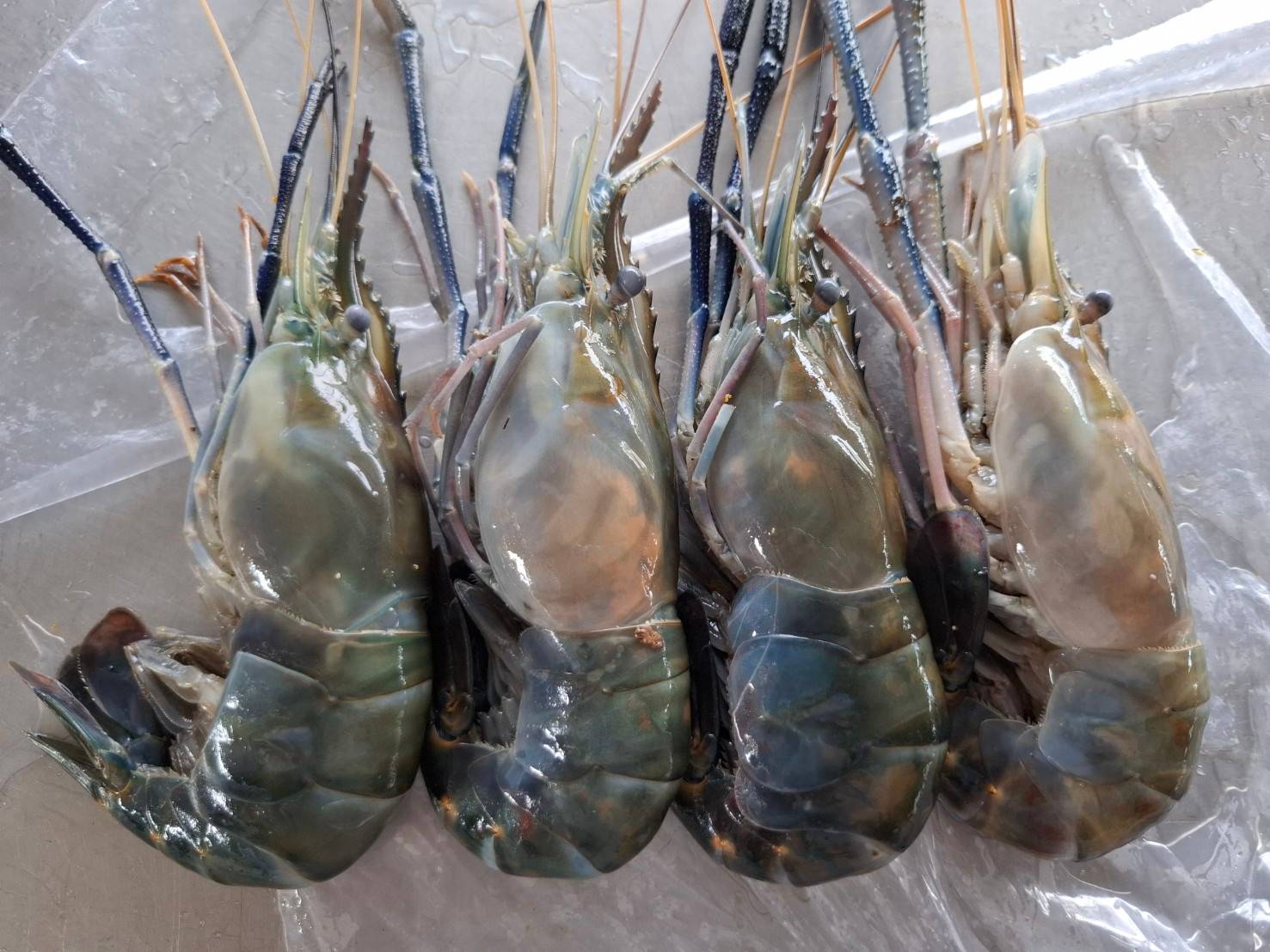 กุ้งเเม่น้ำธรรมชาติ 4 / 1 kg