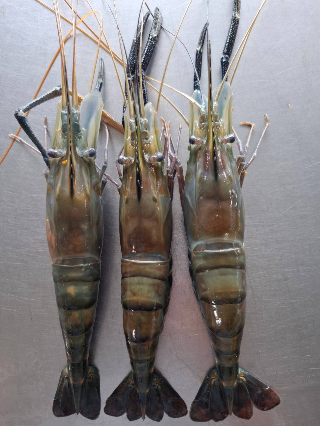 กุ้งแม่น้ำธรรมชาติ 3 / 1 kg